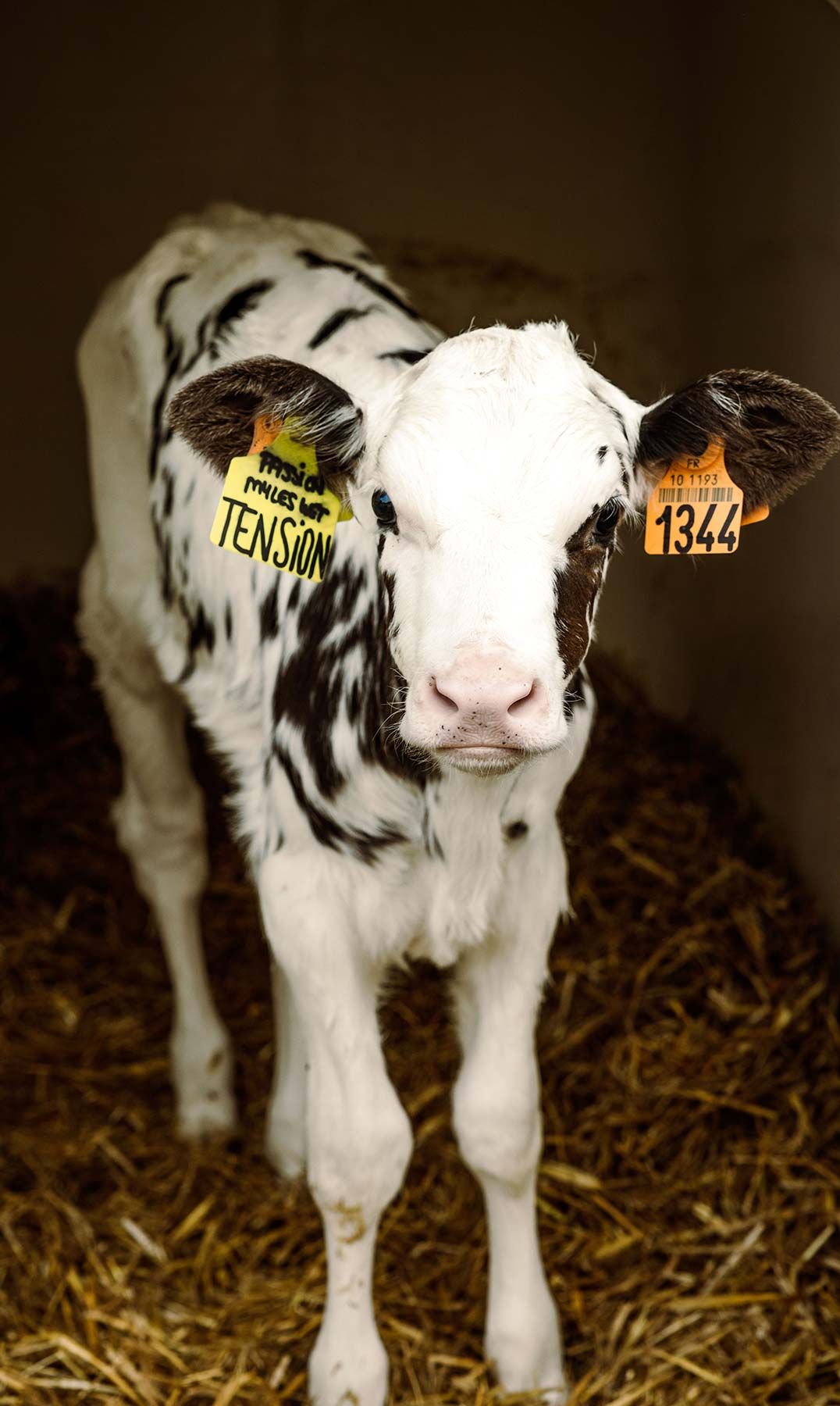 La Ferme des Tourelles Veau